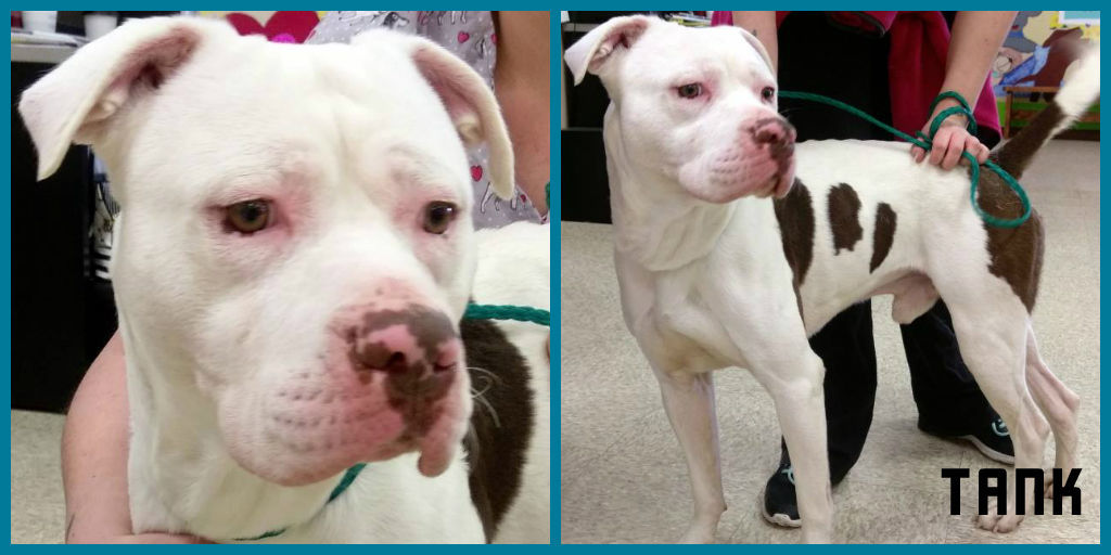Tank - Wish Bone Canine Rescue